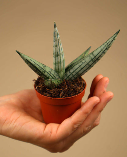 Sansevieria x 'Rookie'