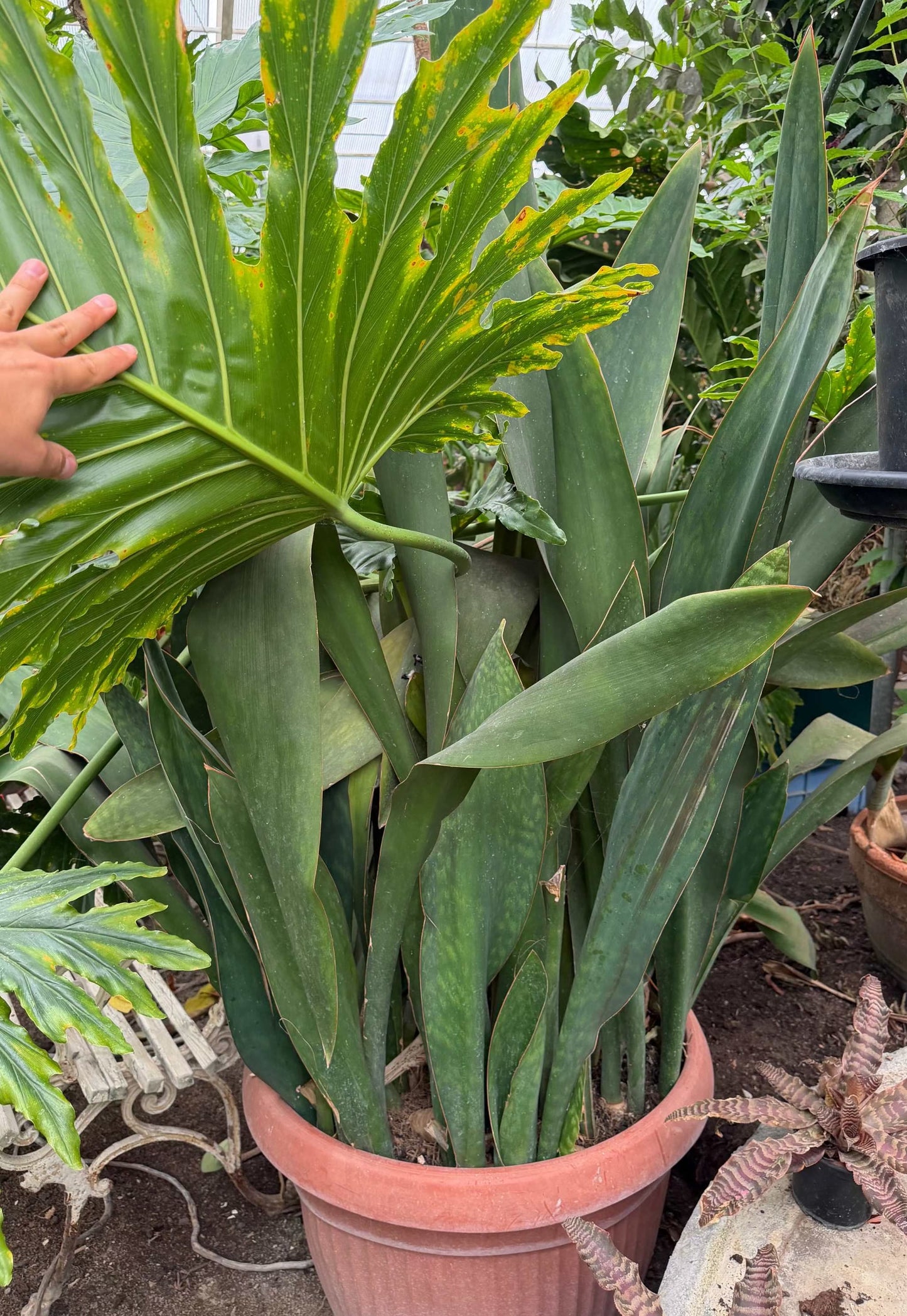 Sansevieria masoniana 'Whale fin'