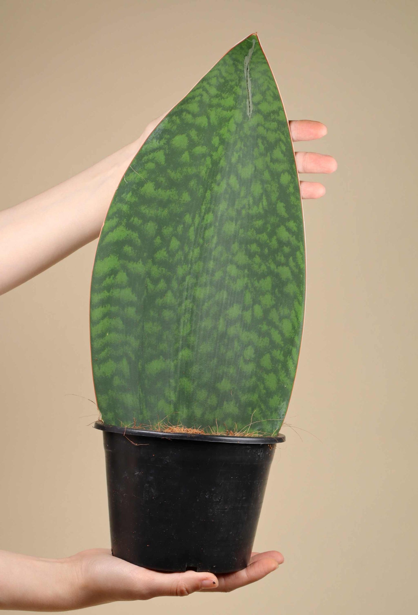 Sansevieria masoniana 'Whale fin'
