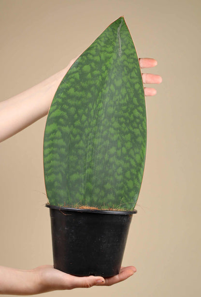 Sansevieria masoniana 'Whale fin'