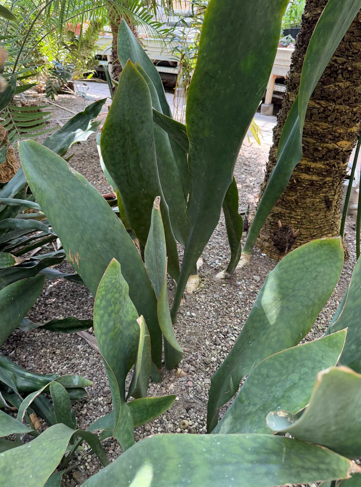 Sansevieria masoniana 'Whale fin'