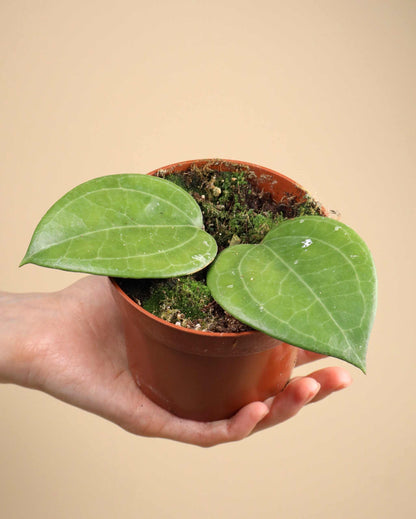 Hoya sp. Sarawak 'cream'