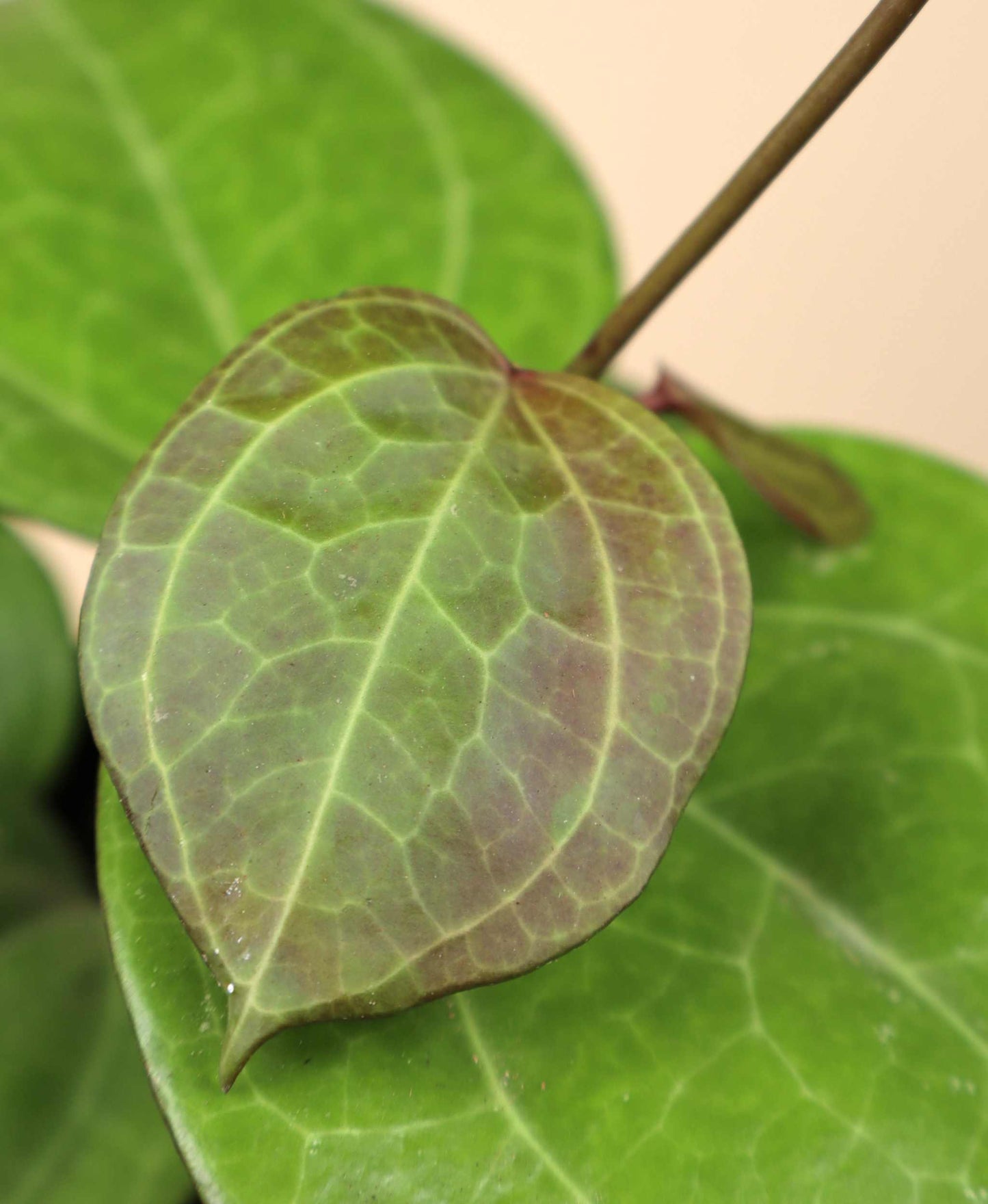 Hoya sp. Sarawak 'cream'