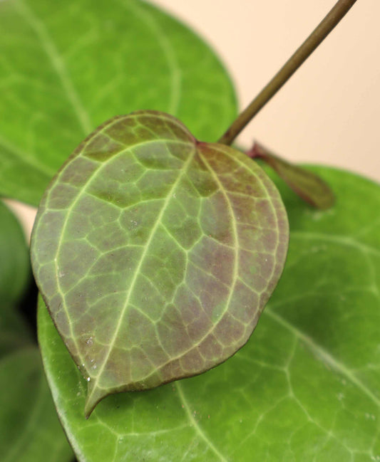 Hoya sp. Sarawak 'cream'