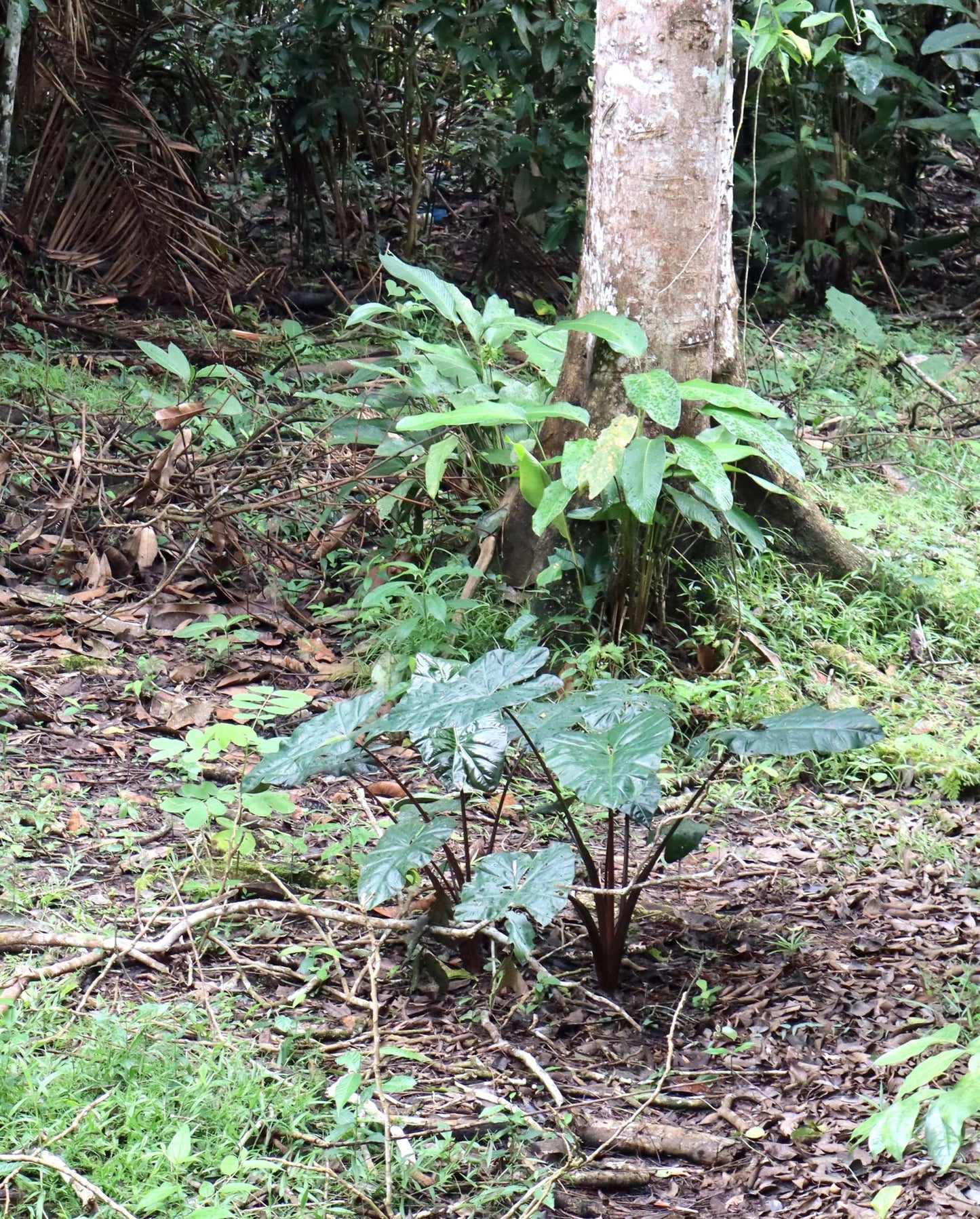 Alocasia sarawakensis 'Yucatan princess'