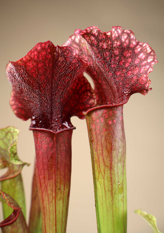 Sarracenia | Flugtrumpet