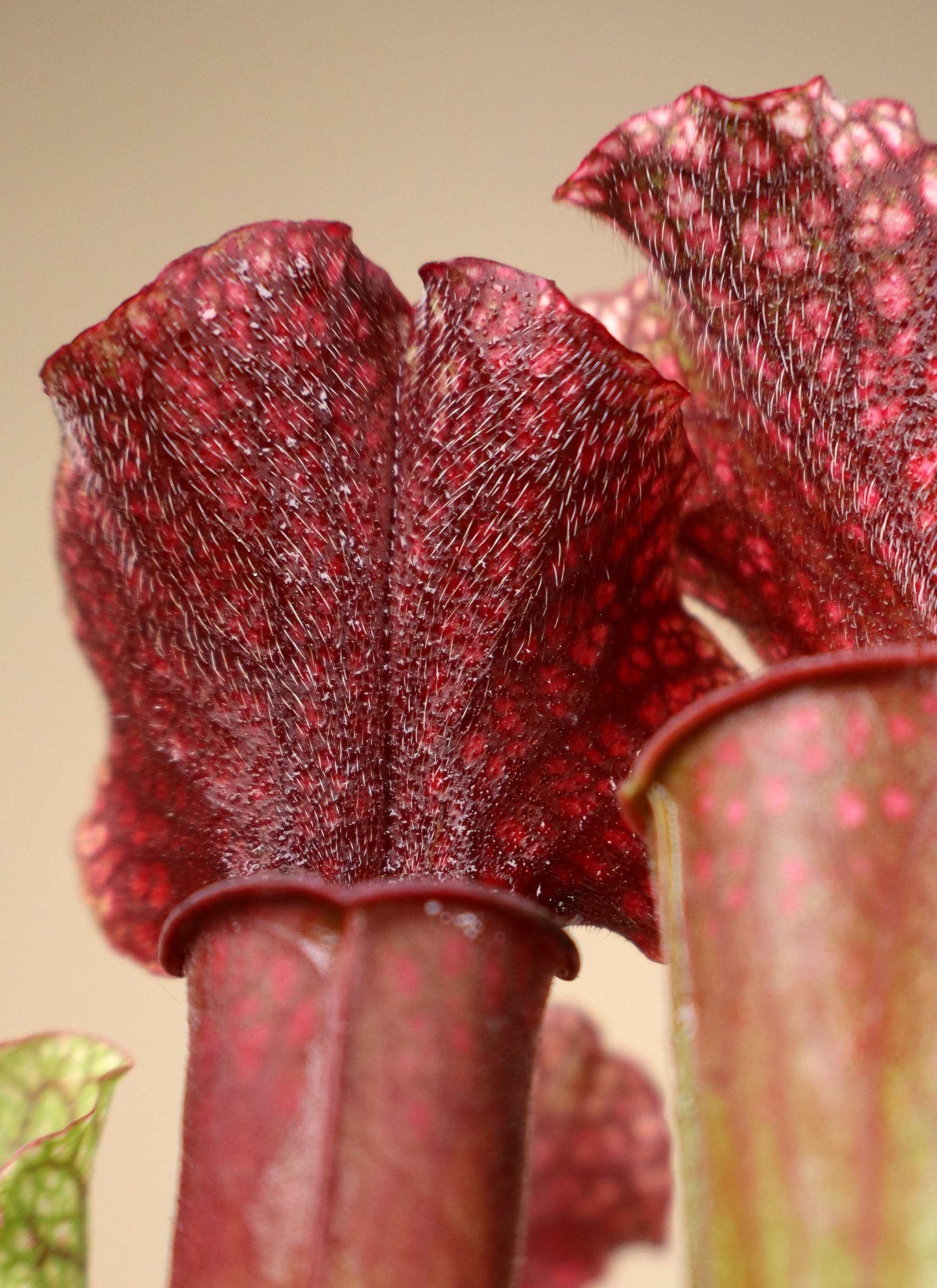 Sarracenia | Flugtrumpet
