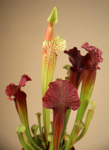 Sarracenia | Flugtrumpet