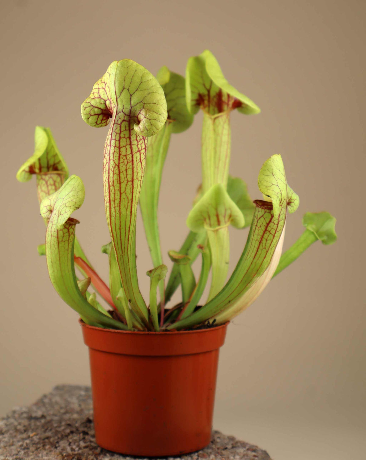 Sarracenia x 'Fon'