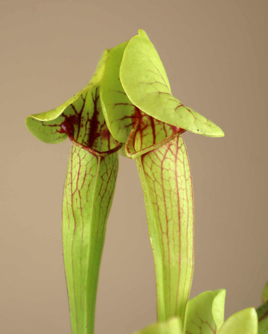 Sarracenia x 'Fon'