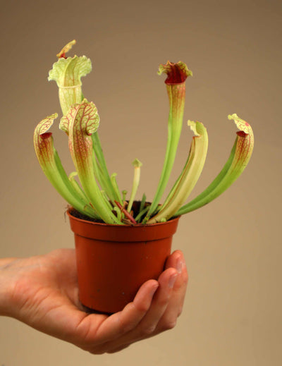 Sarracenia × leucopurea 'Fiona'
