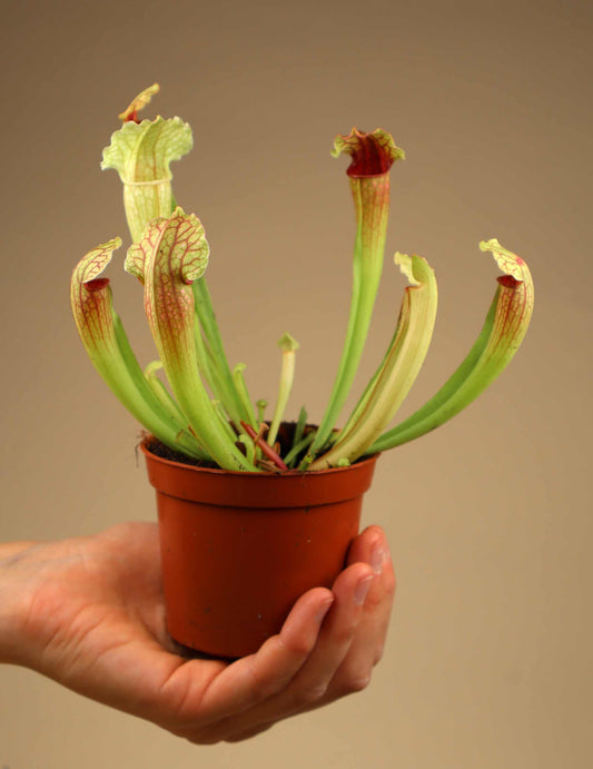Sarracenia × leucopurea 'Fiona'