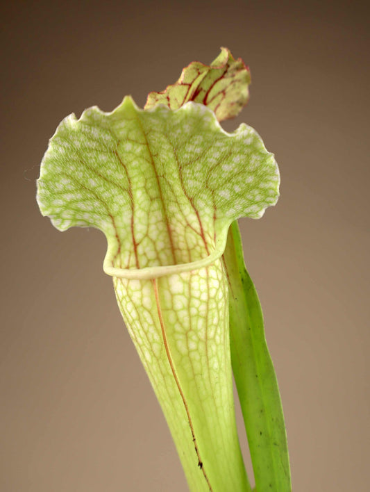 Sarracenia × leucopurea 'Fiona'