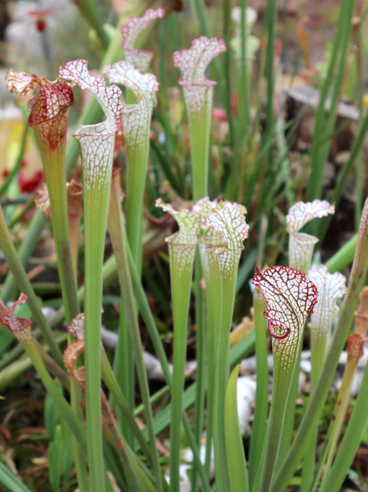 Sarracenia leucophylla