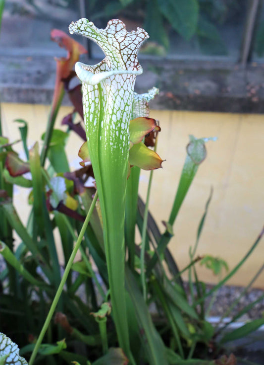 Sarracenia leucophylla