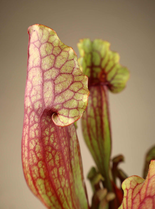 Sarracenia × mitchelliana 'Mitch'