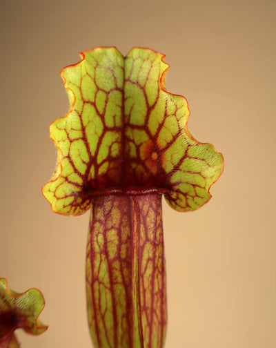Sarracenia × mitchelliana 'Mitch'