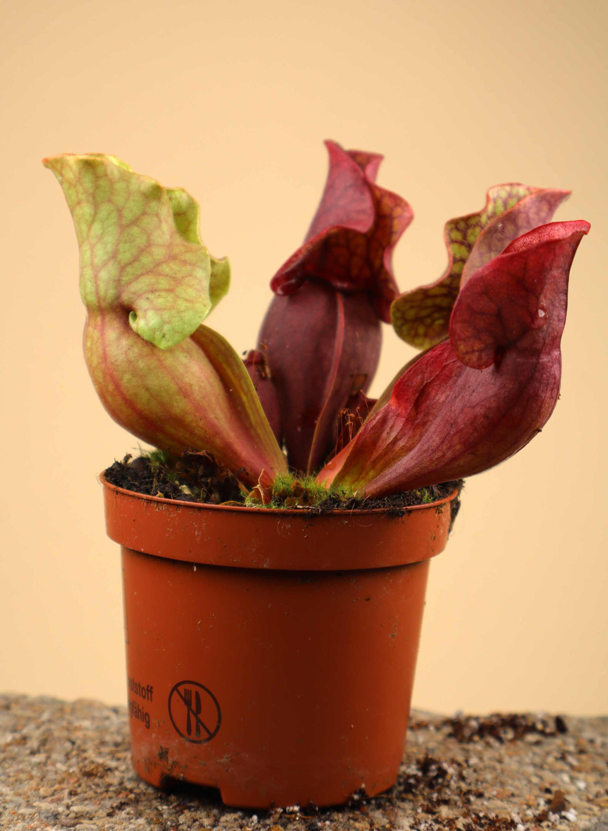 Sarracenia purpurea