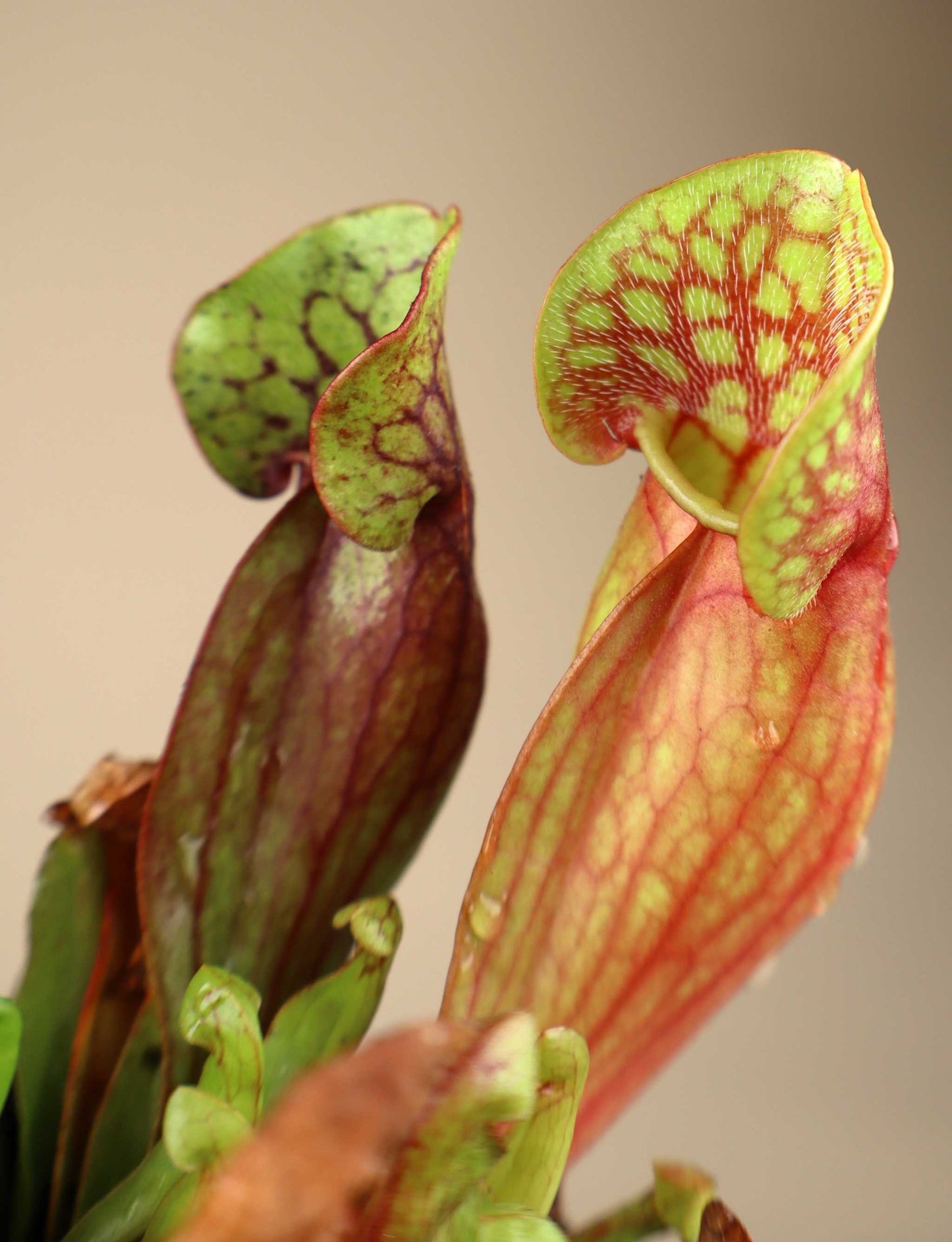 Sarracenia purpurea