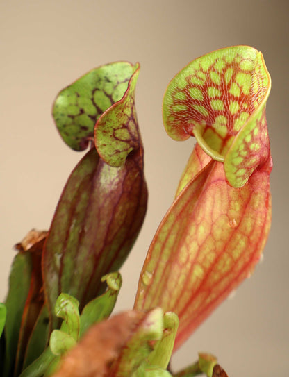 Sarracenia purpurea