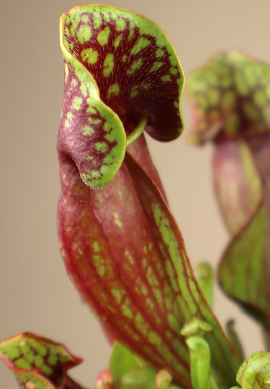 Sarracenia purpurea