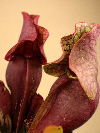 Sarracenia purpurea