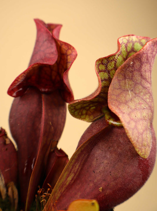 Sarracenia purpurea
