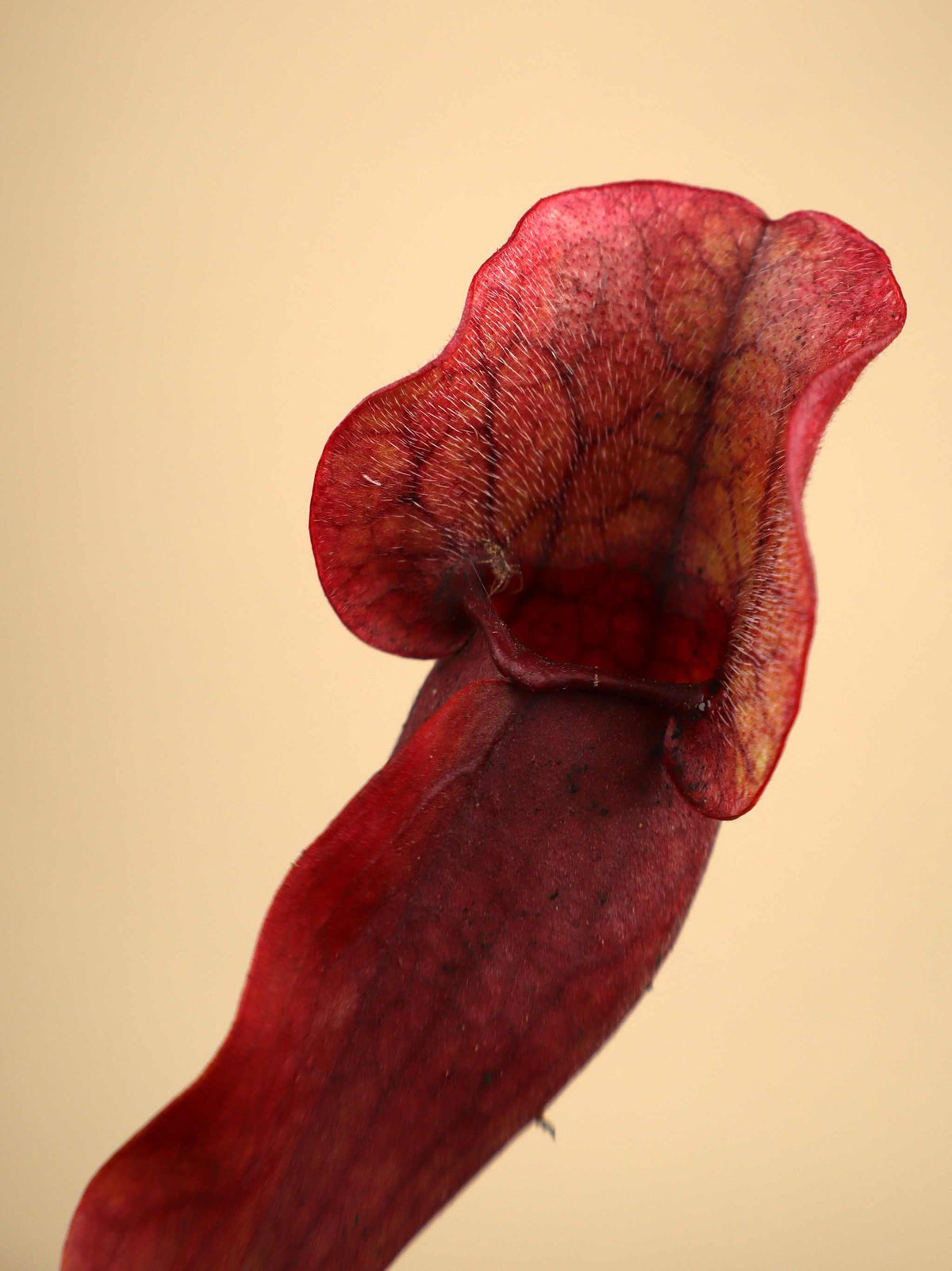 Sarracenia purpurea