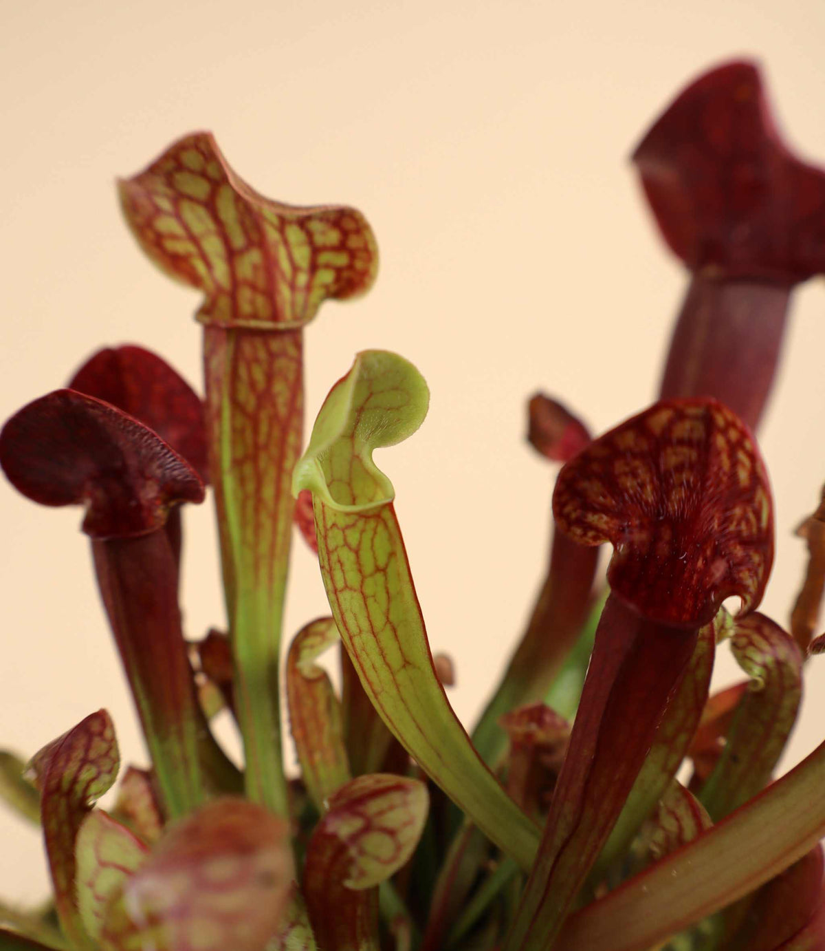 Sarracenia x 'Tess'