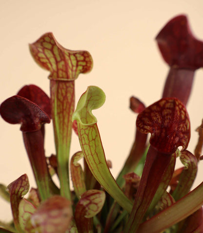 Sarracenia x 'Tess'