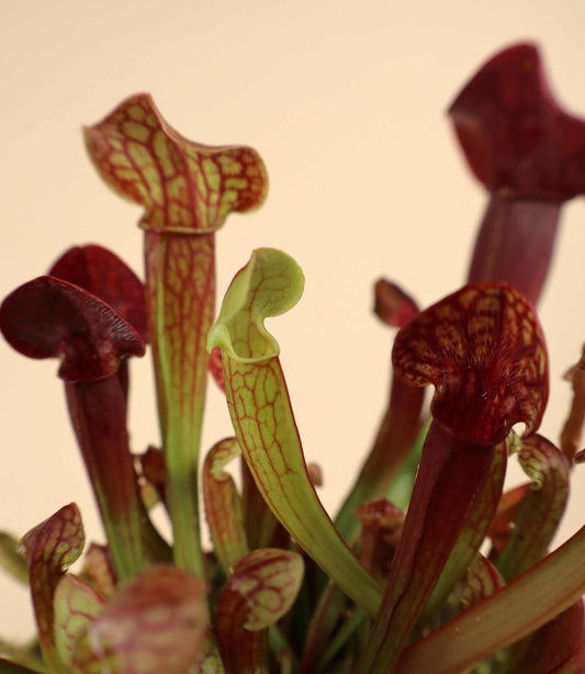 Sarracenia x 'Tess'