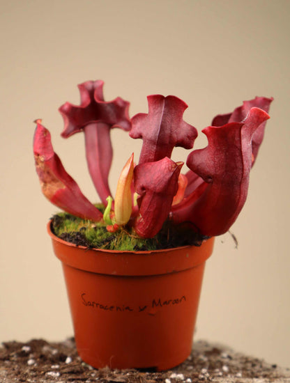 Sarracenia x 'Maroon'