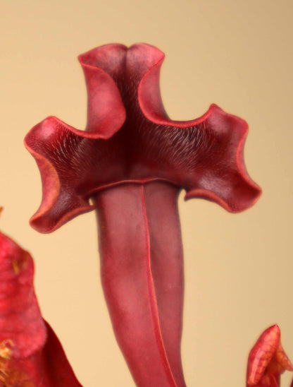 Sarracenia x 'Maroon'