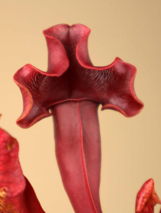 Sarracenia x 'Maroon'