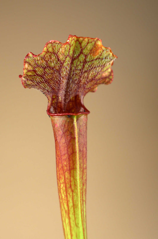 Sarracenia × 'Judith Hindle'