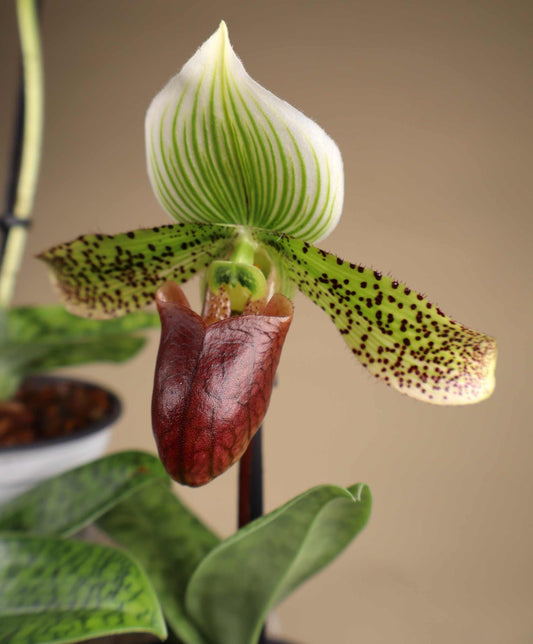 Paphiopedilum mix