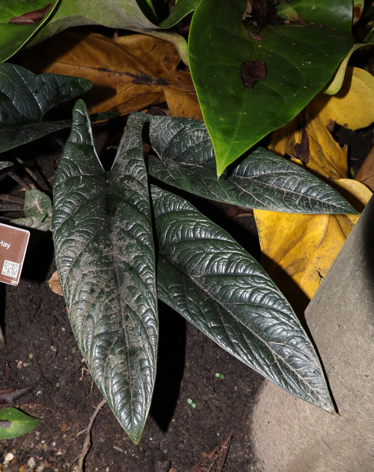 Alocasia scalprum