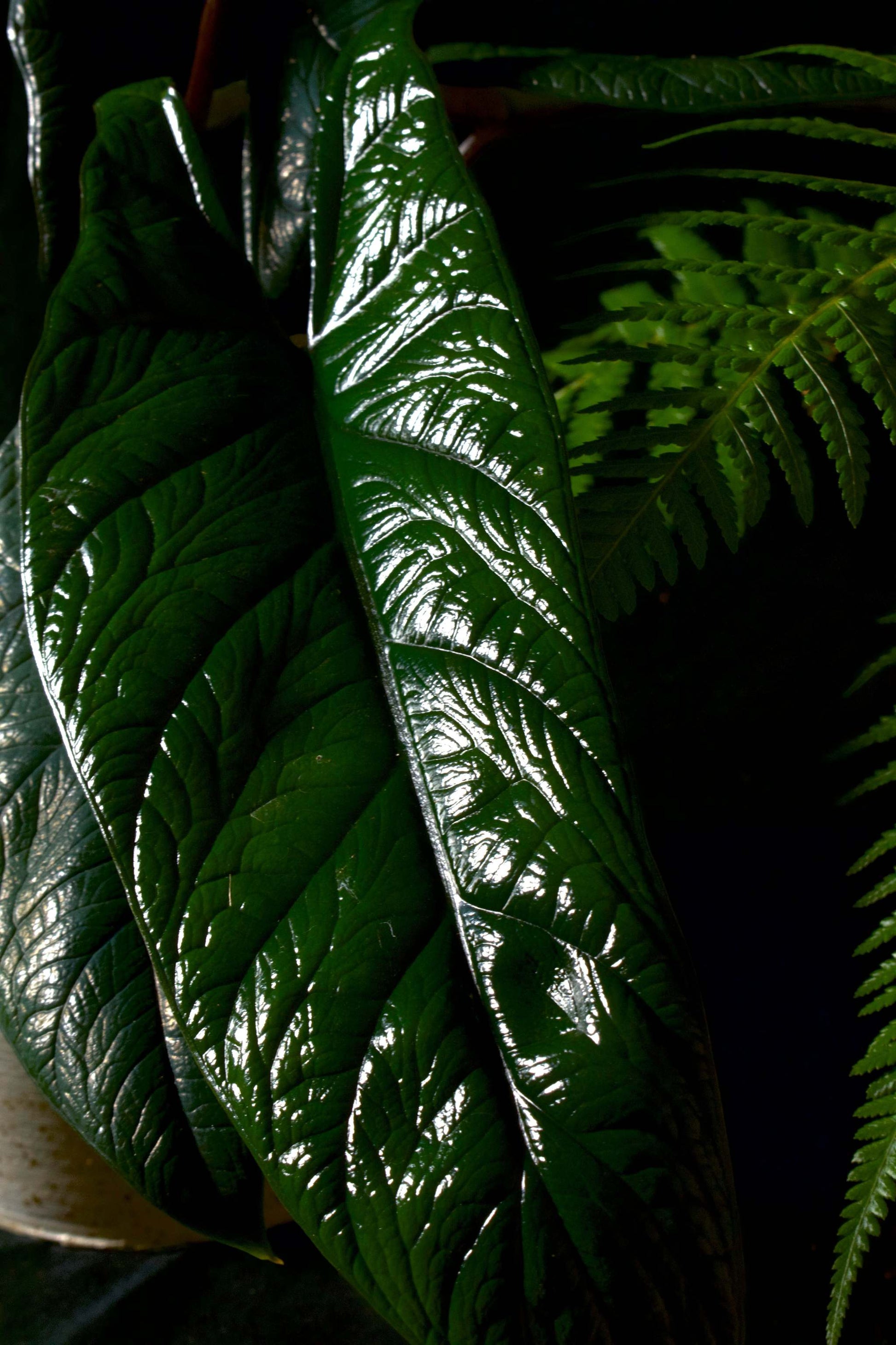 Alocasia scalprum