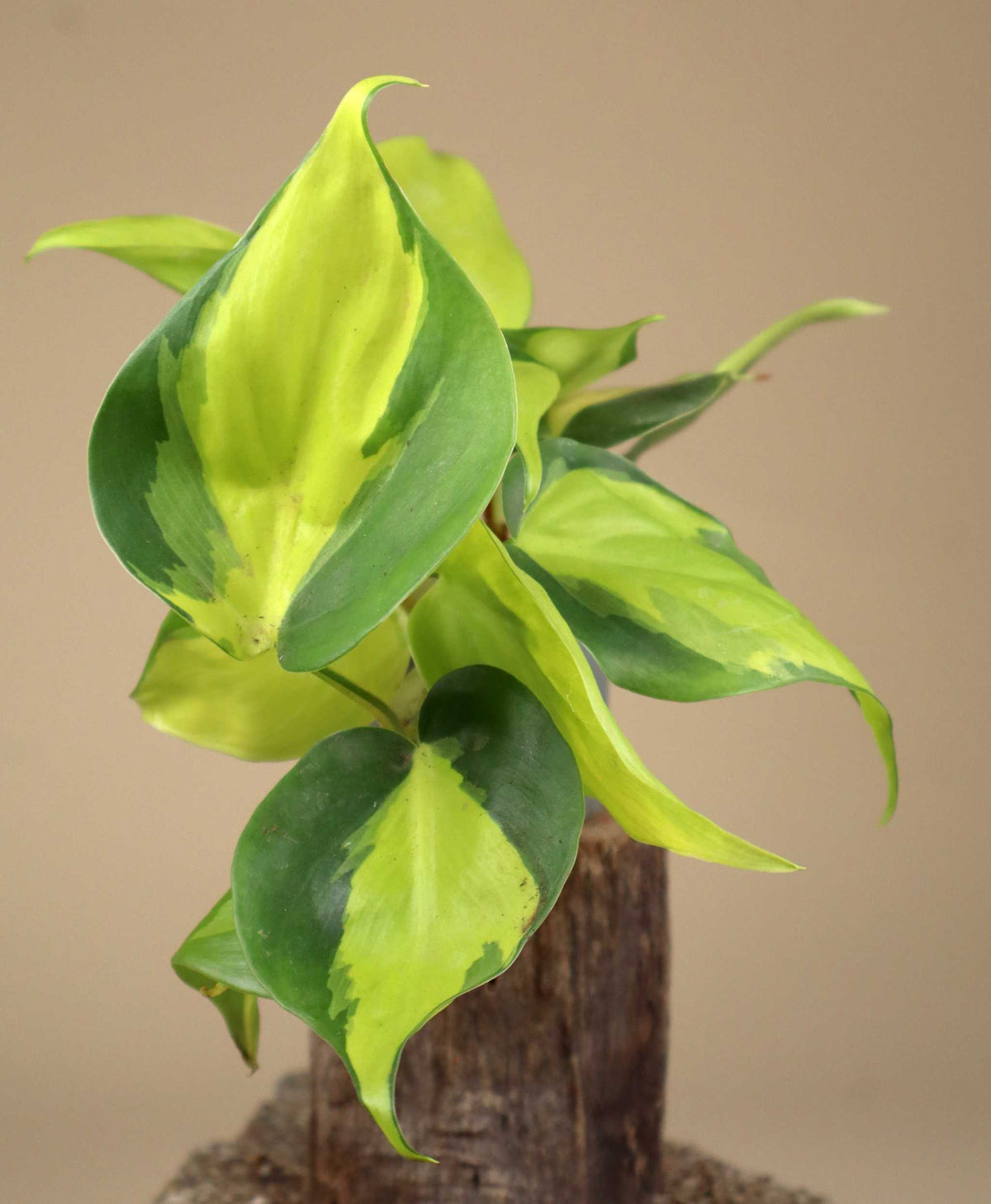 Philodendron hederaceum 'Brasil' (Klätterkalla)