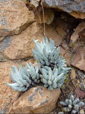 Caputia scaposa 'Mountaingrass'