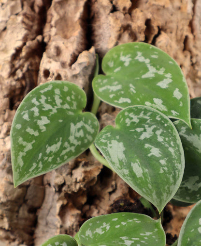 Silverranka 'Scindapsus pictus' Argyraeus