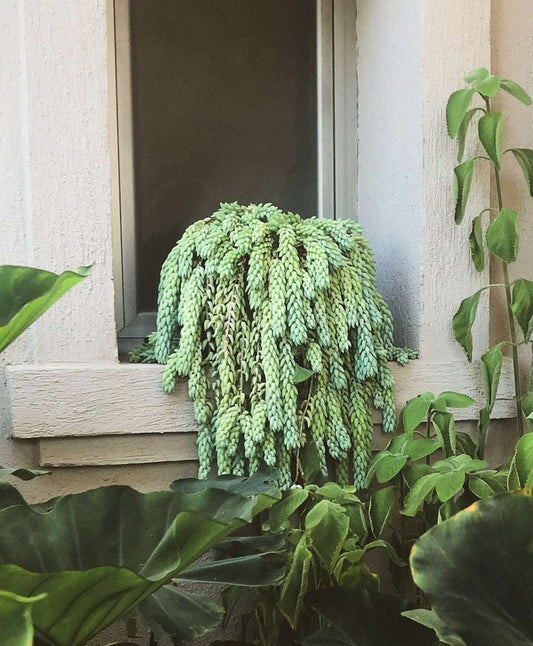 Sedum morganianum 'Burrito/Burro's Tail'