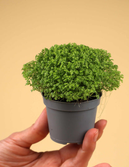 Selaginella apoda 'kuddmosslummer’