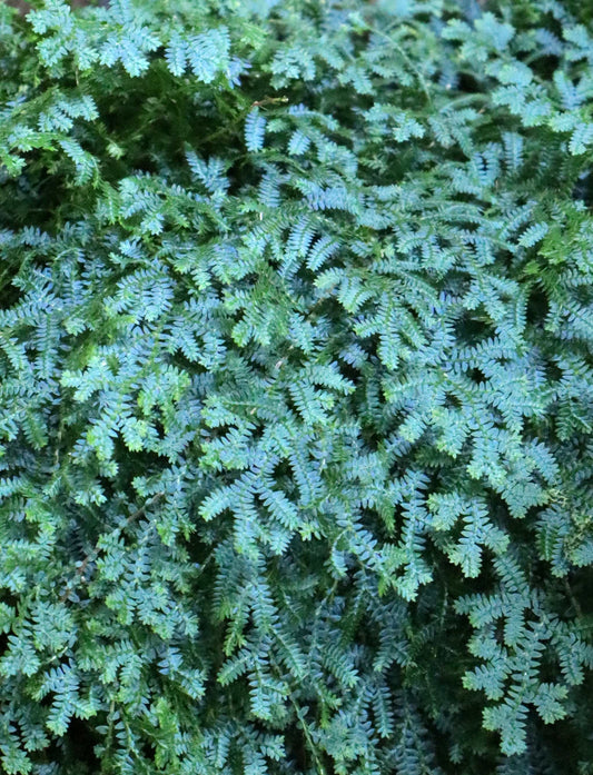 Selaginella uncinata 'Blå mossa'