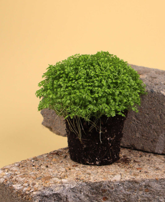 Selaginella apoda 'kuddmosslummer’