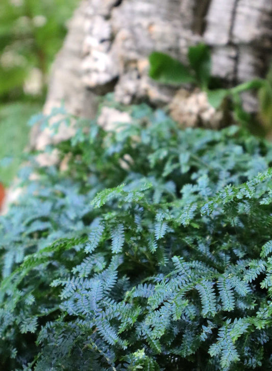 Selaginella uncinata 'Blå mossa'
