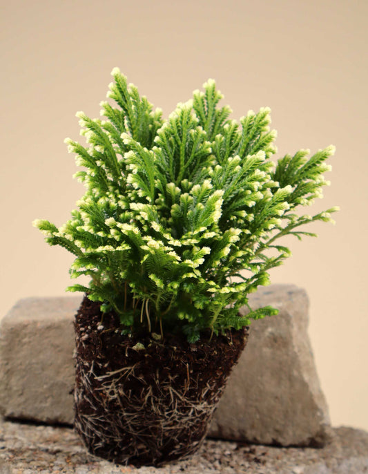 Selaginella martensii