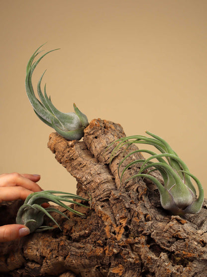 Tillandsia seleriana
