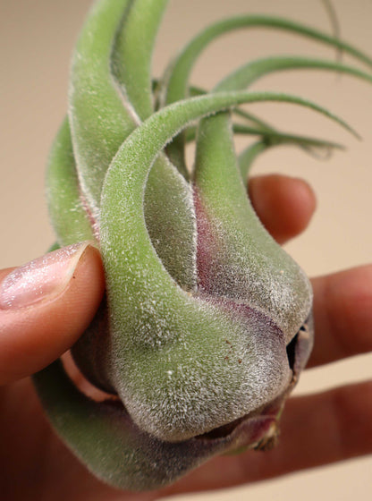 Tillandsia seleriana