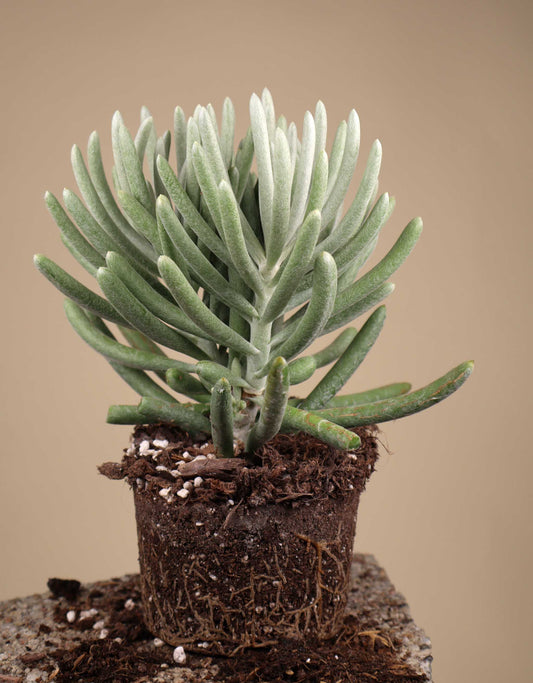 Caputia scaposa 'Mountaingrass'